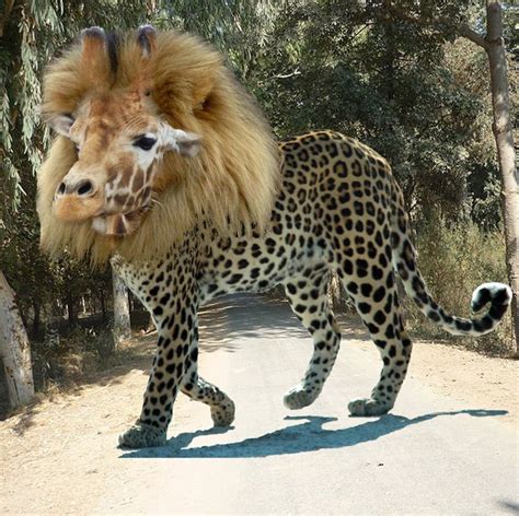 lion and cheetah hybrid.